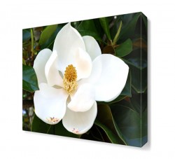 Manolya Çiçeği Tablosu