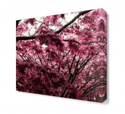 Pembe Ağaç Yaprakları Tablosu