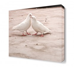 Sevimli Güvercinler Tablosu