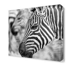 Zebranın Yüzü Tablosu